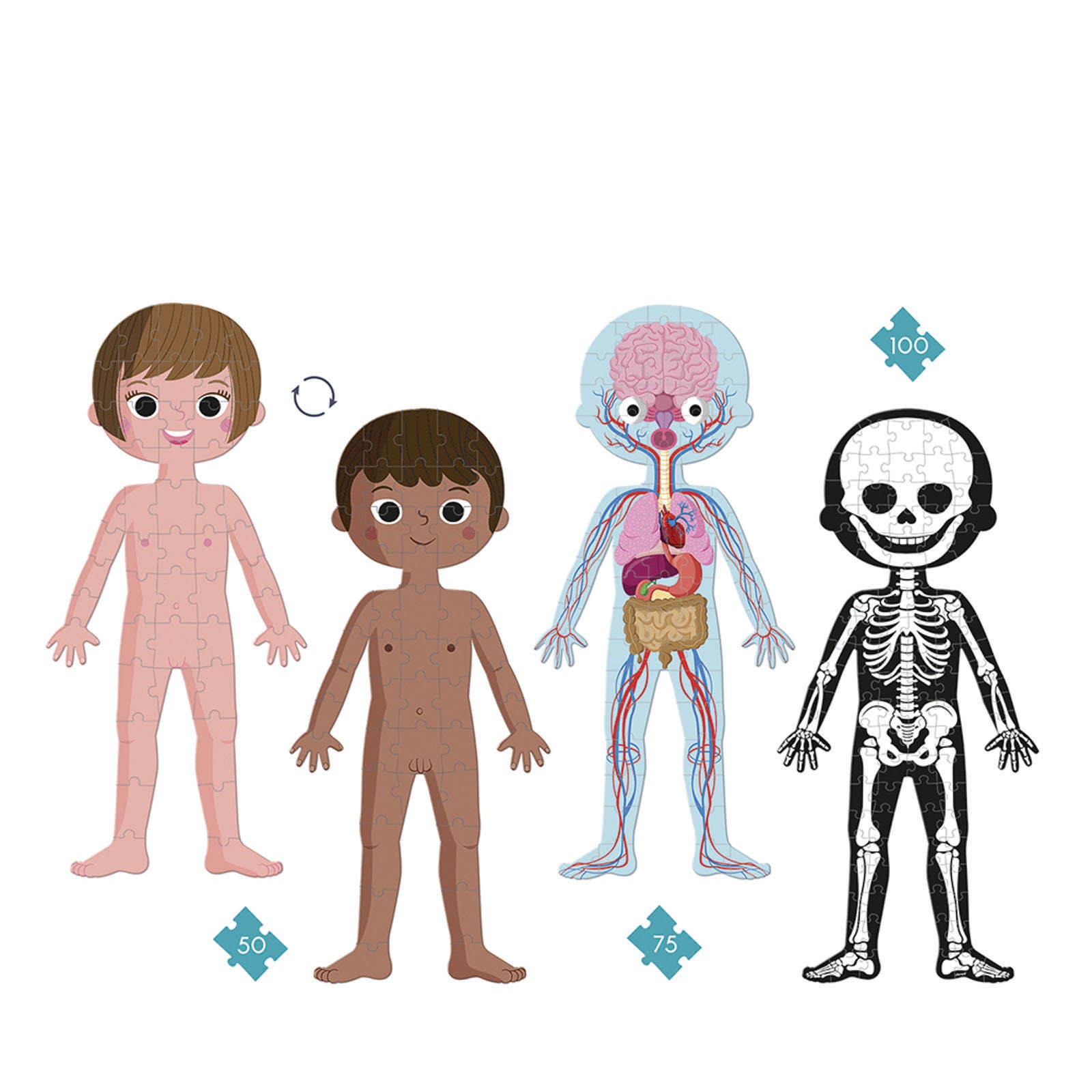 Educational Puzzle - Human Body