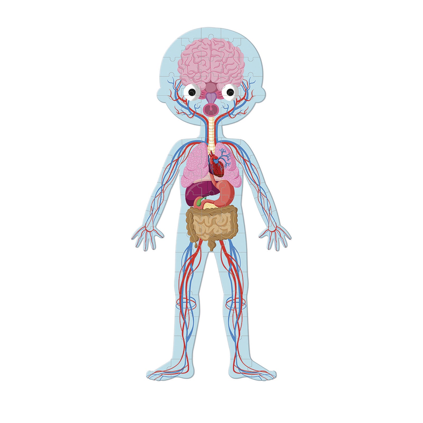 Educational Puzzle - Human Body
