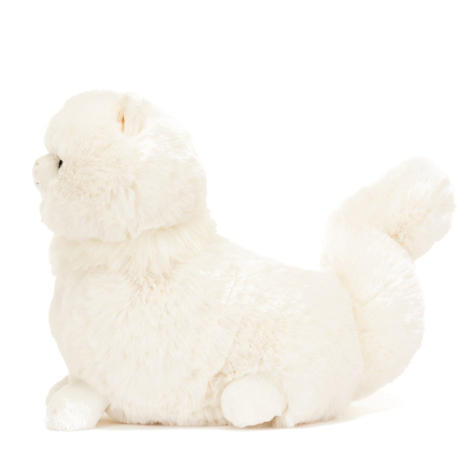 Carissa Persian Cat