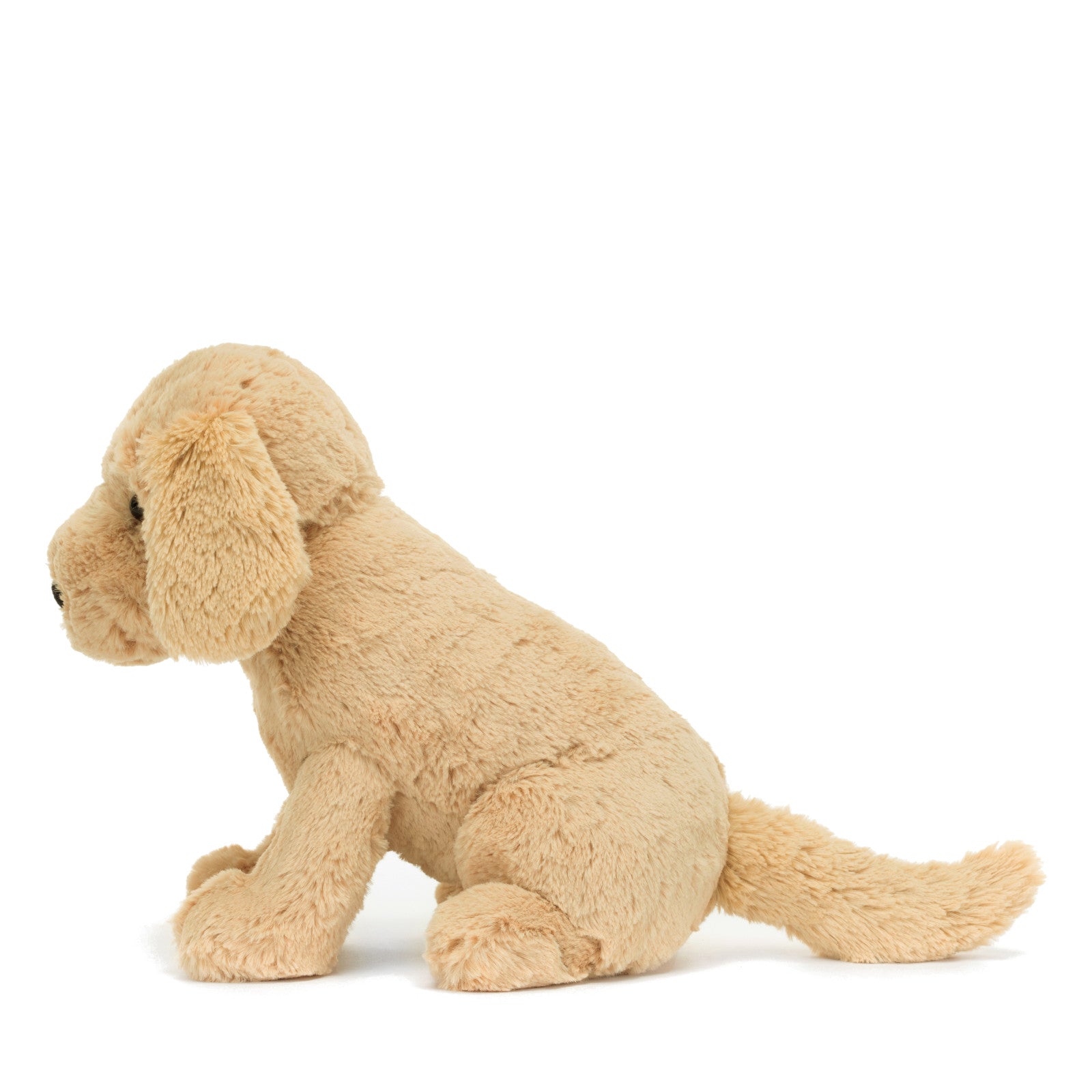 Tilly Golden Retriever