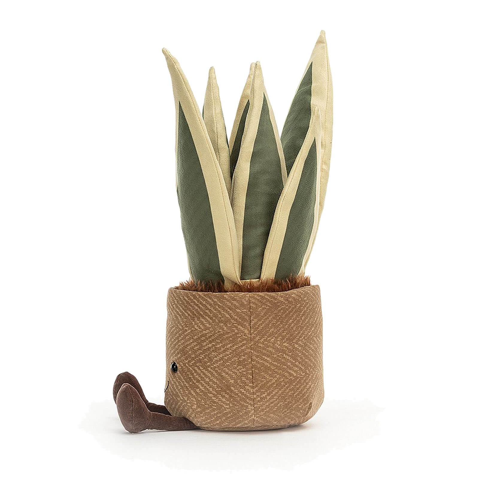 Amuseable Snake Plant