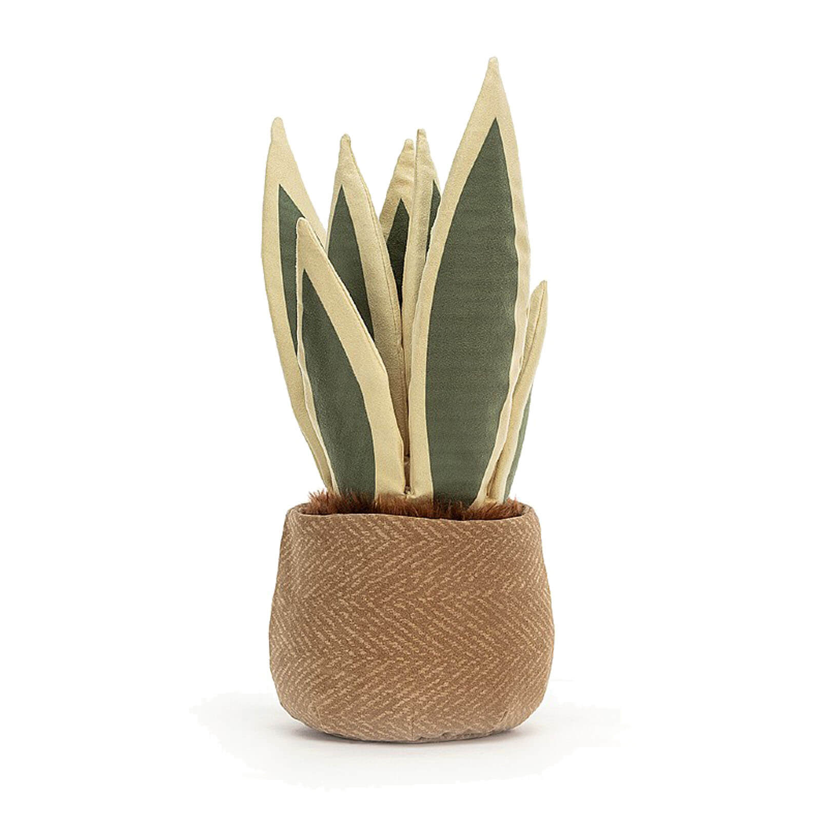 Amuseable Snake Plant