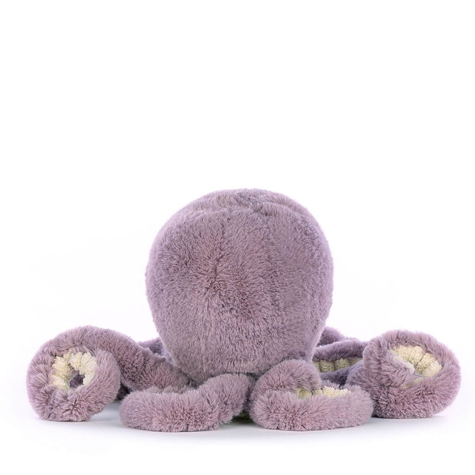 Little Maya Octopus