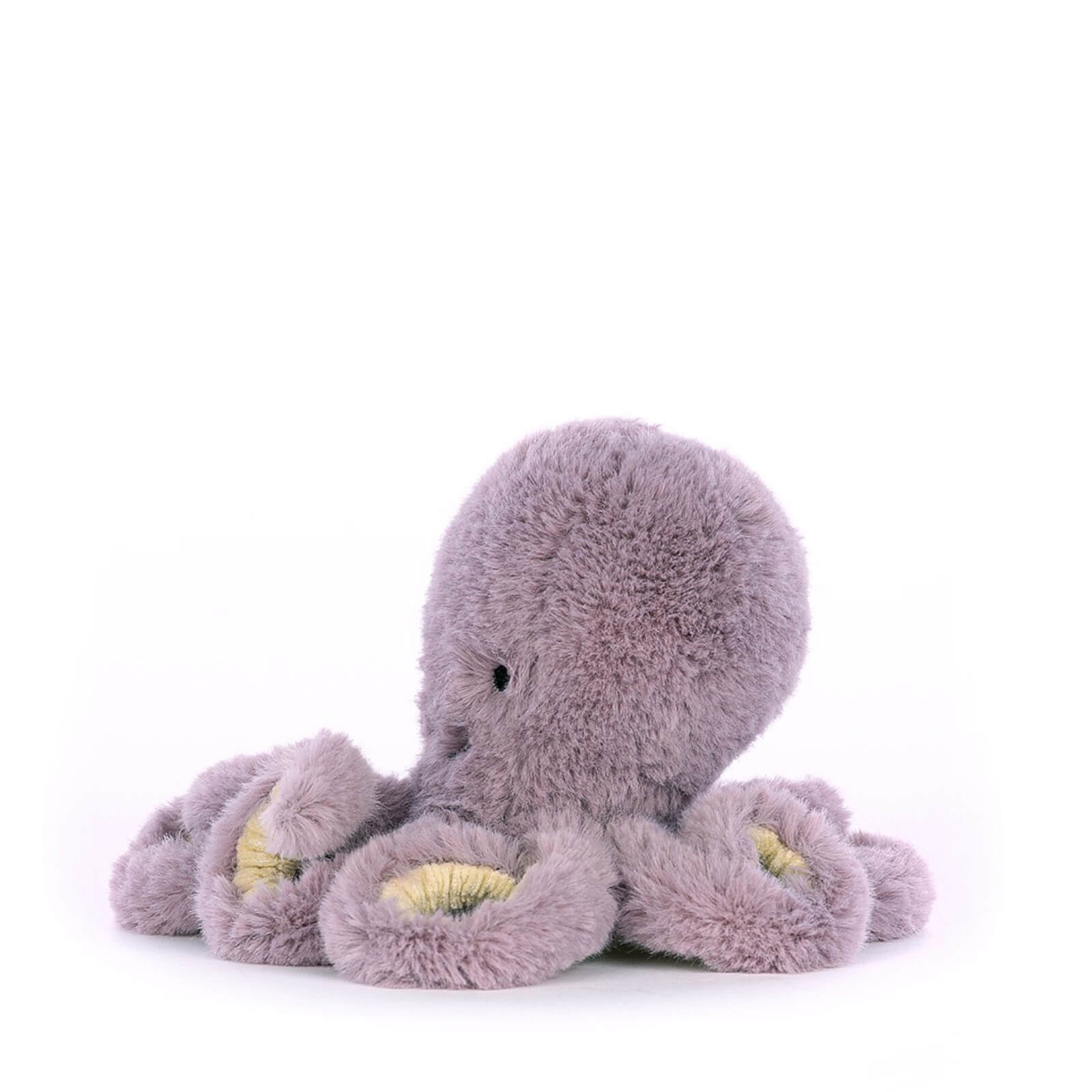 Baby Maya Octopus
