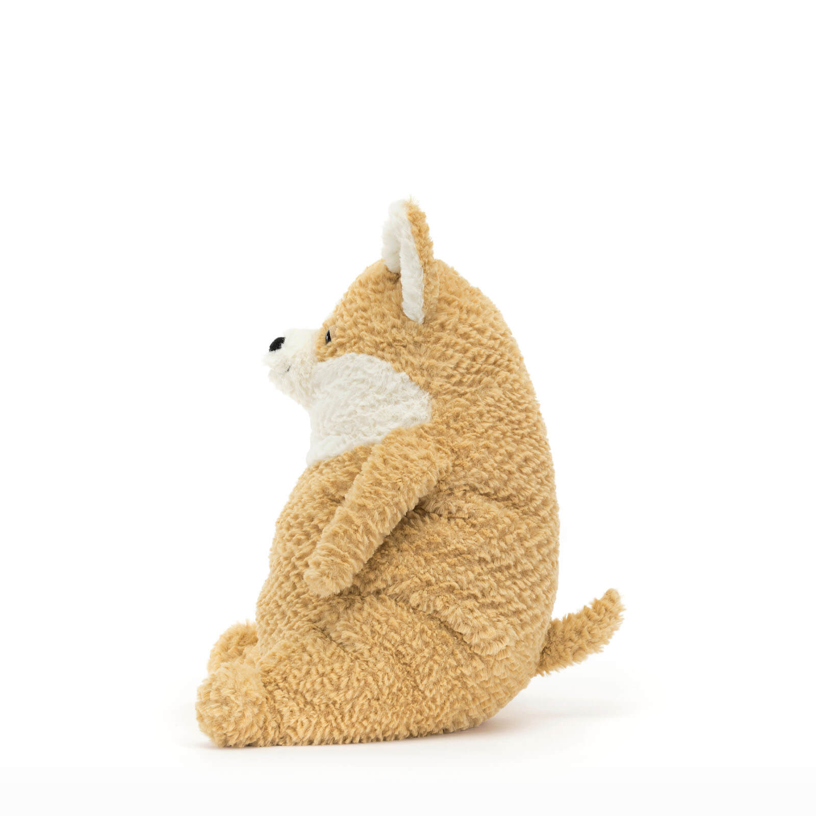 Amore Corgi