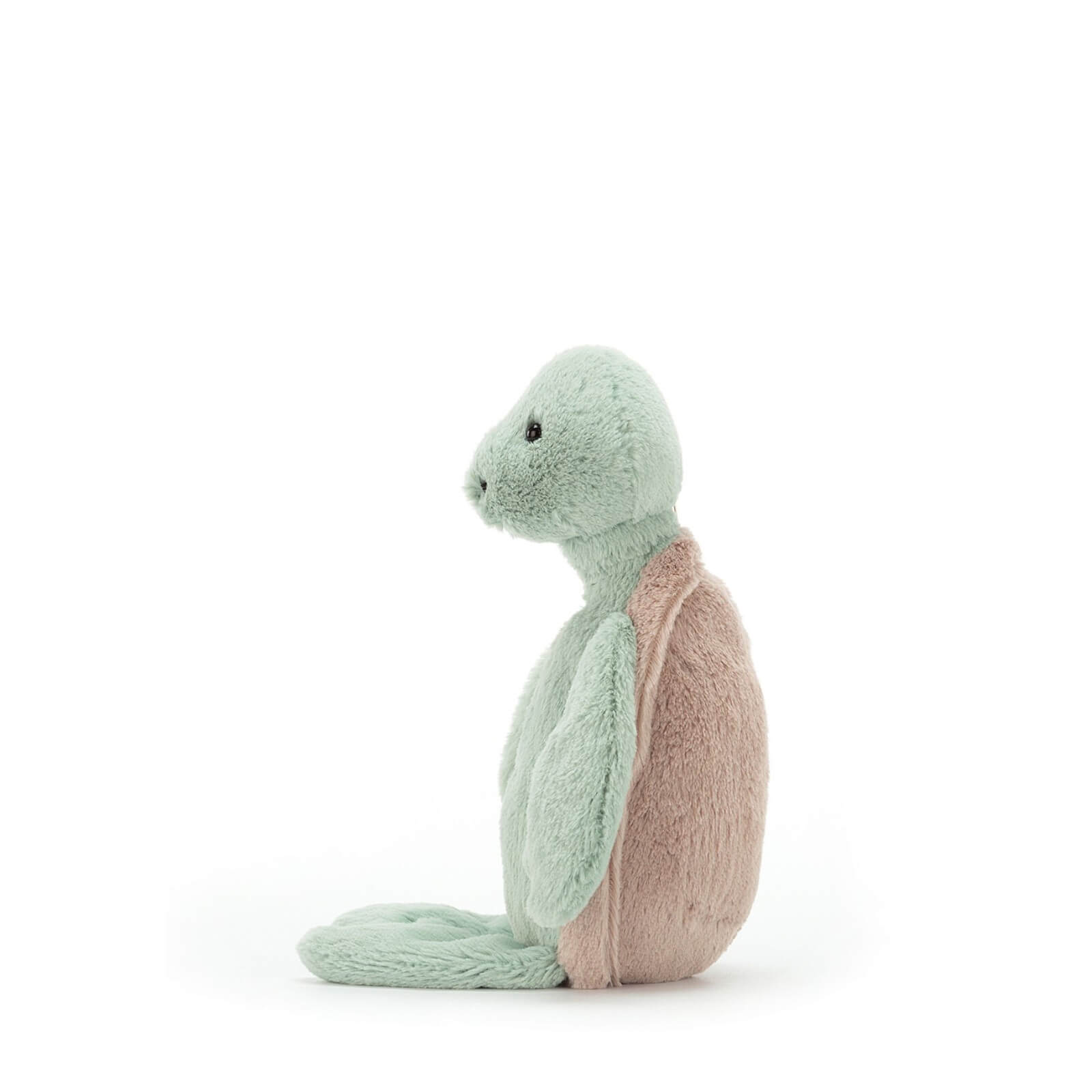 Small Bashful Turtle