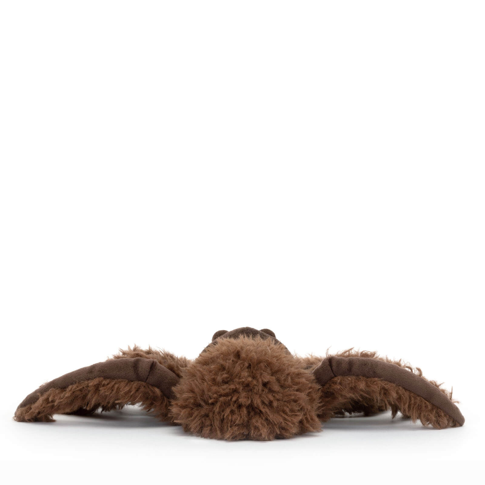 Small Spindleshanks Spider