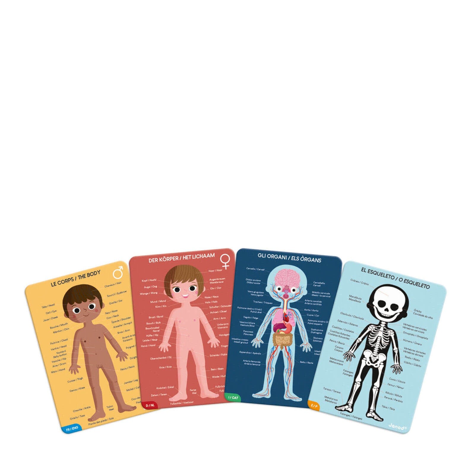 Educational Puzzle - Human Body