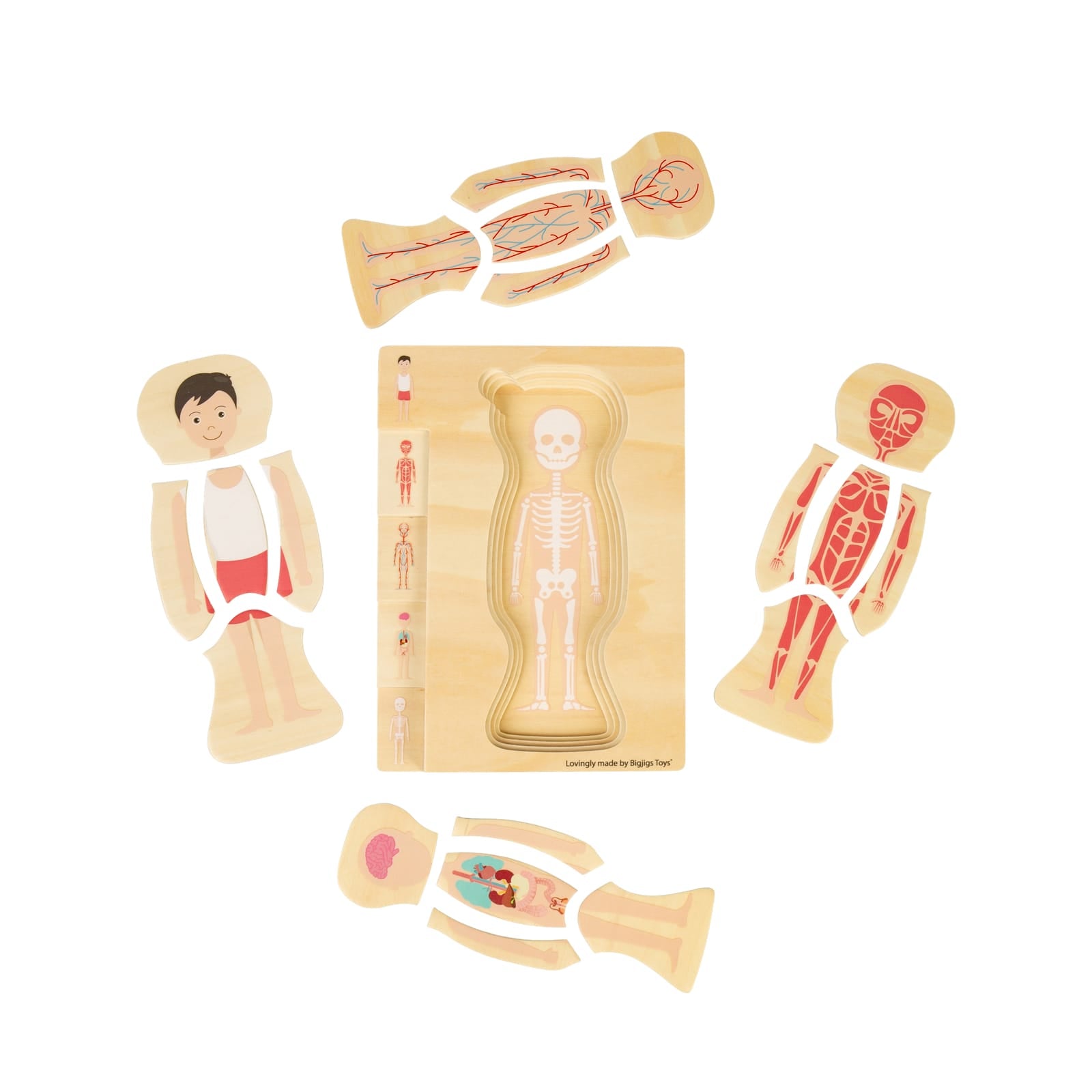 Anatomy Puzzle - Boy