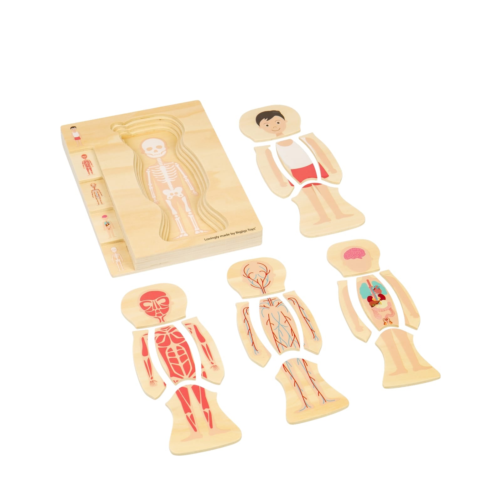 Anatomy Puzzle - Boy