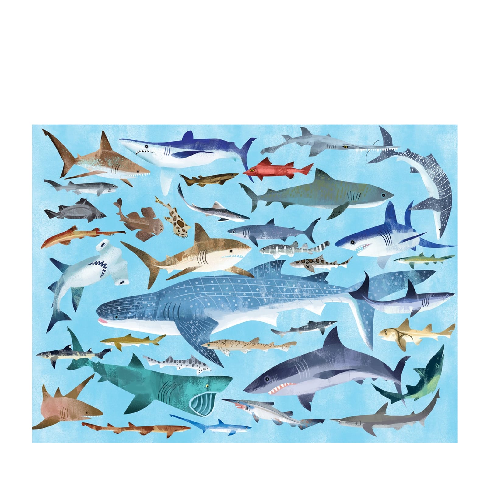 36 Sharks - 100 Piece Puzzle