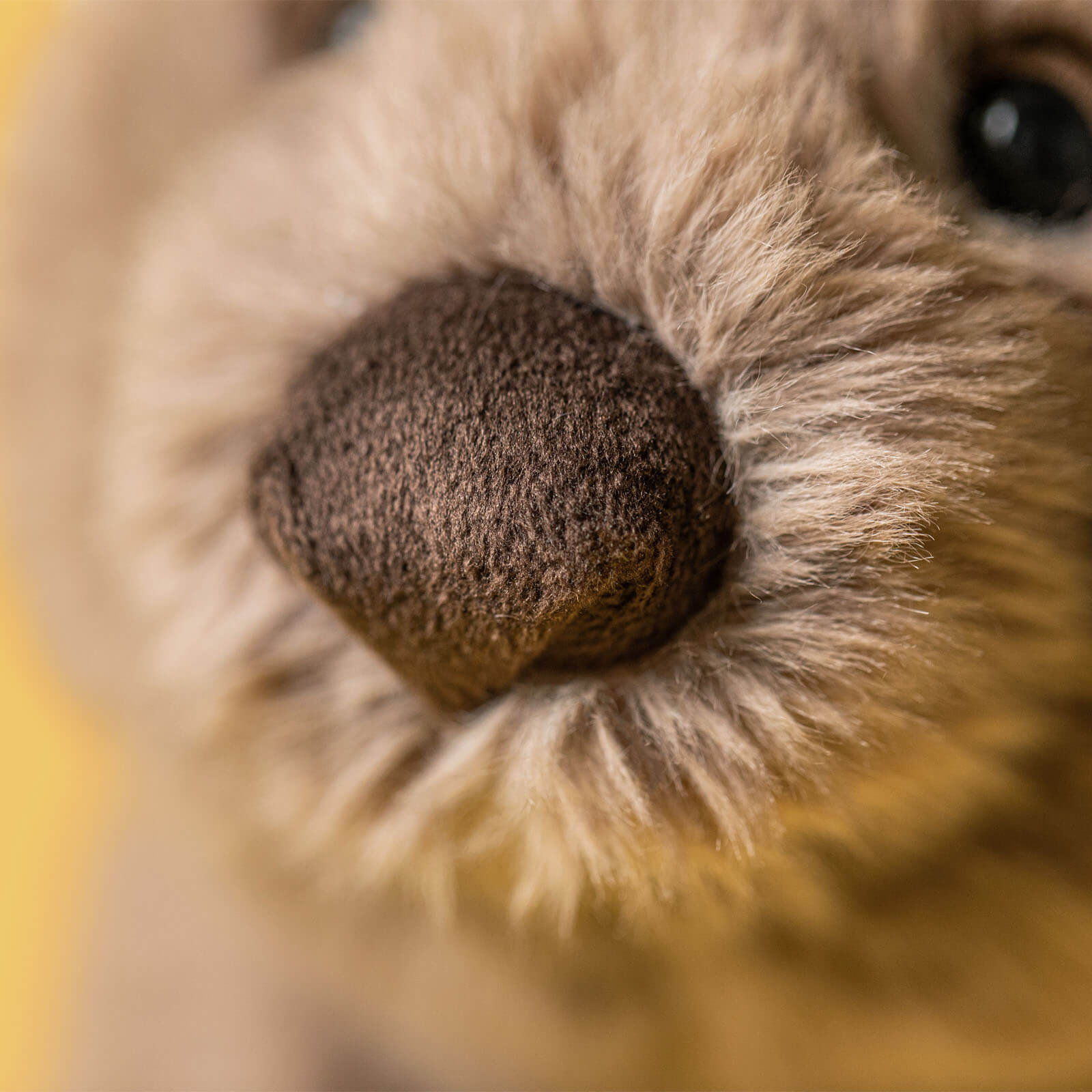 Wonda Wombat