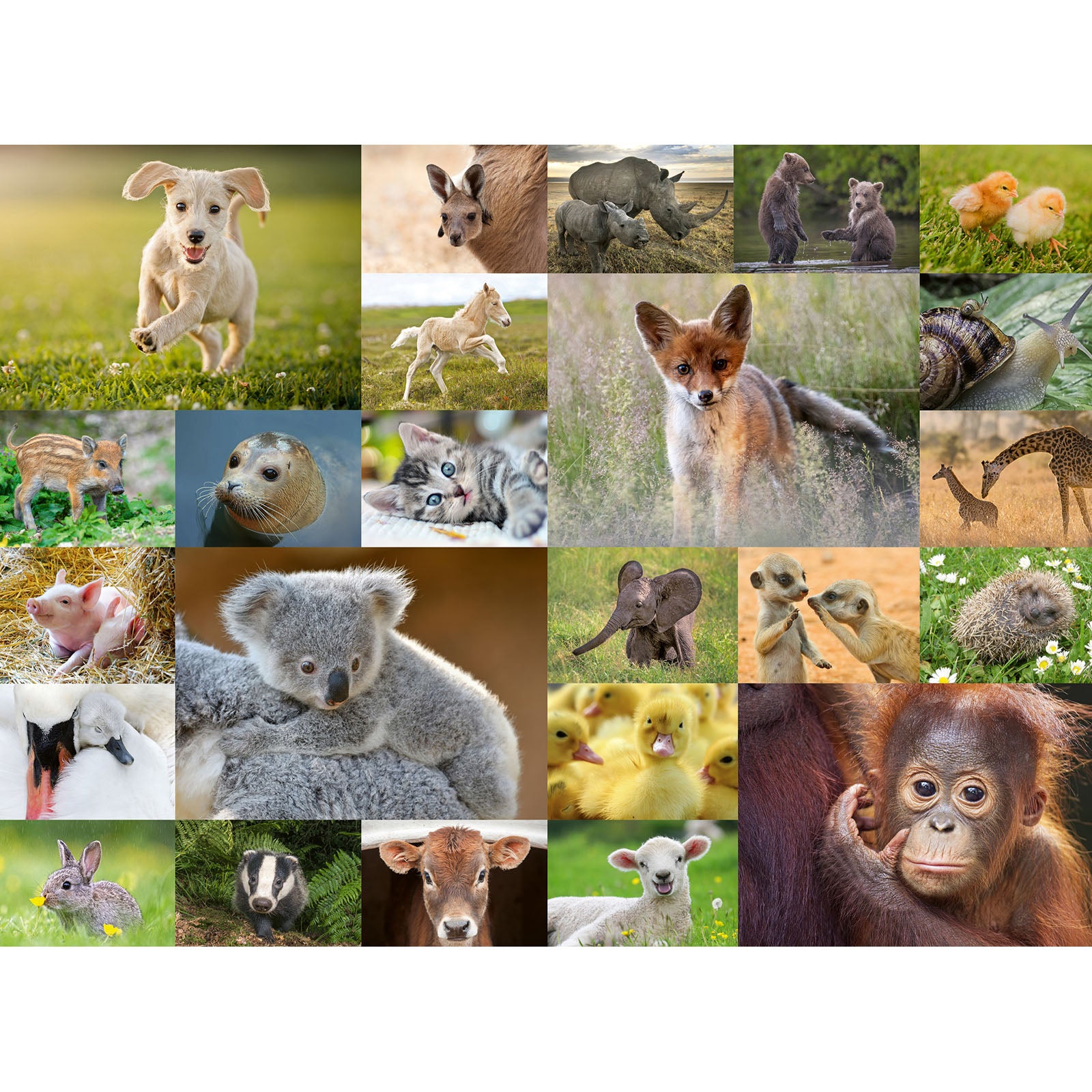 Baby Animals - 200 Piece Puzzle